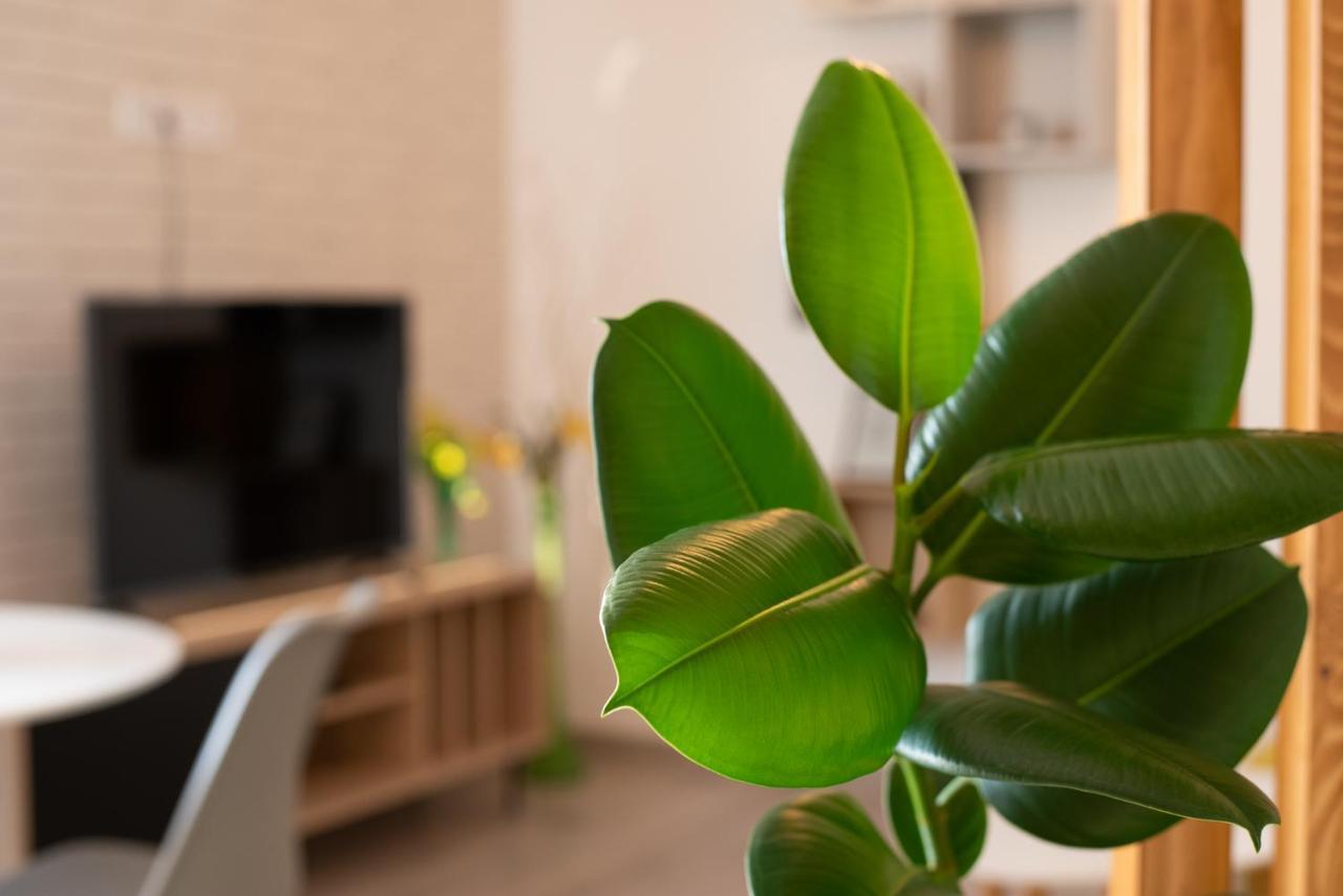 Târgu-Mureş Art Apartment מראה חיצוני תמונה